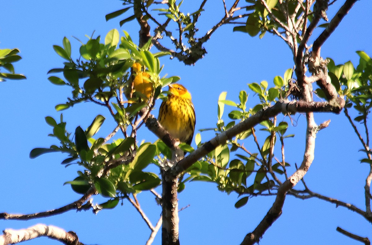 Cape May Warbler - ML617857992