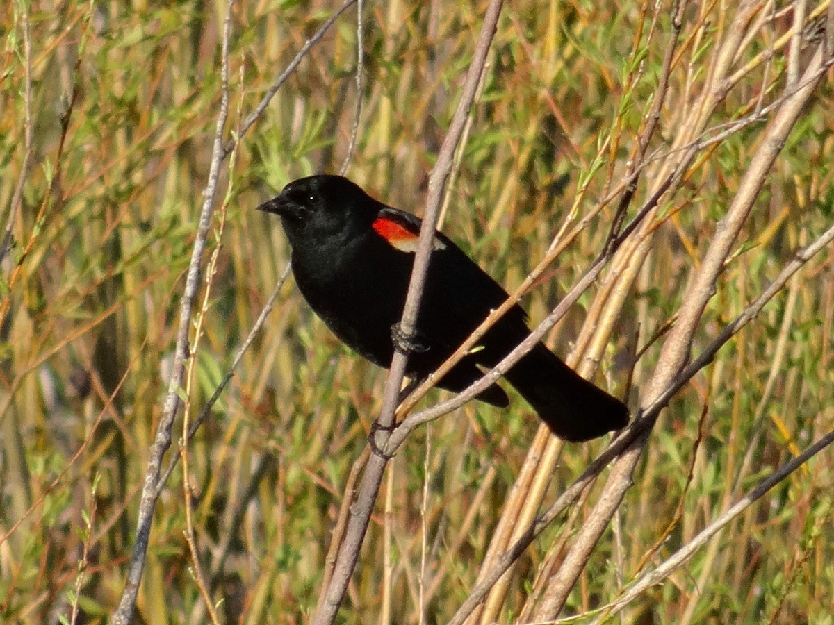 Red-winged Blackbird (Red-winged) - ML617858027