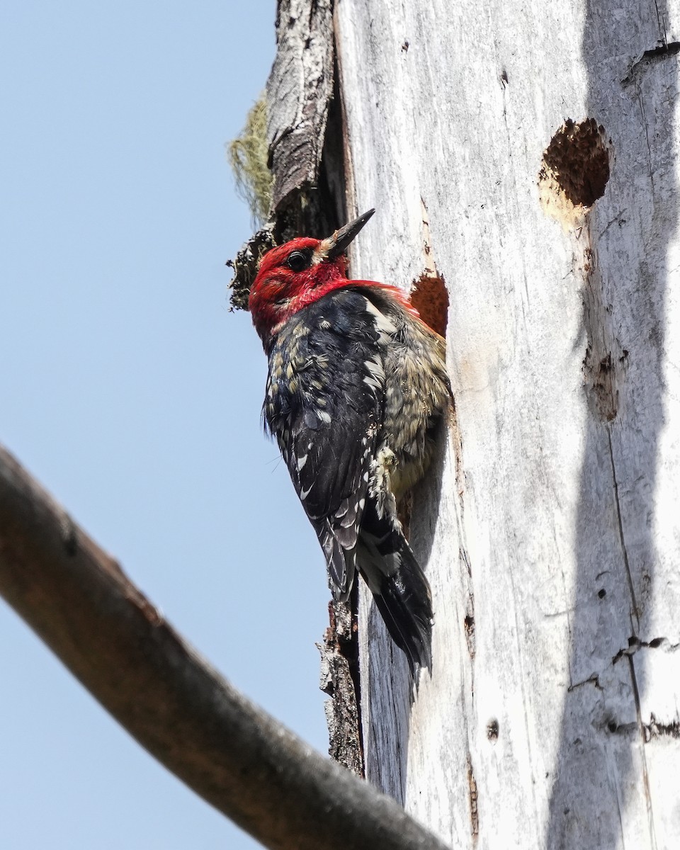 Red-breasted Sapsucker - Norm Lee