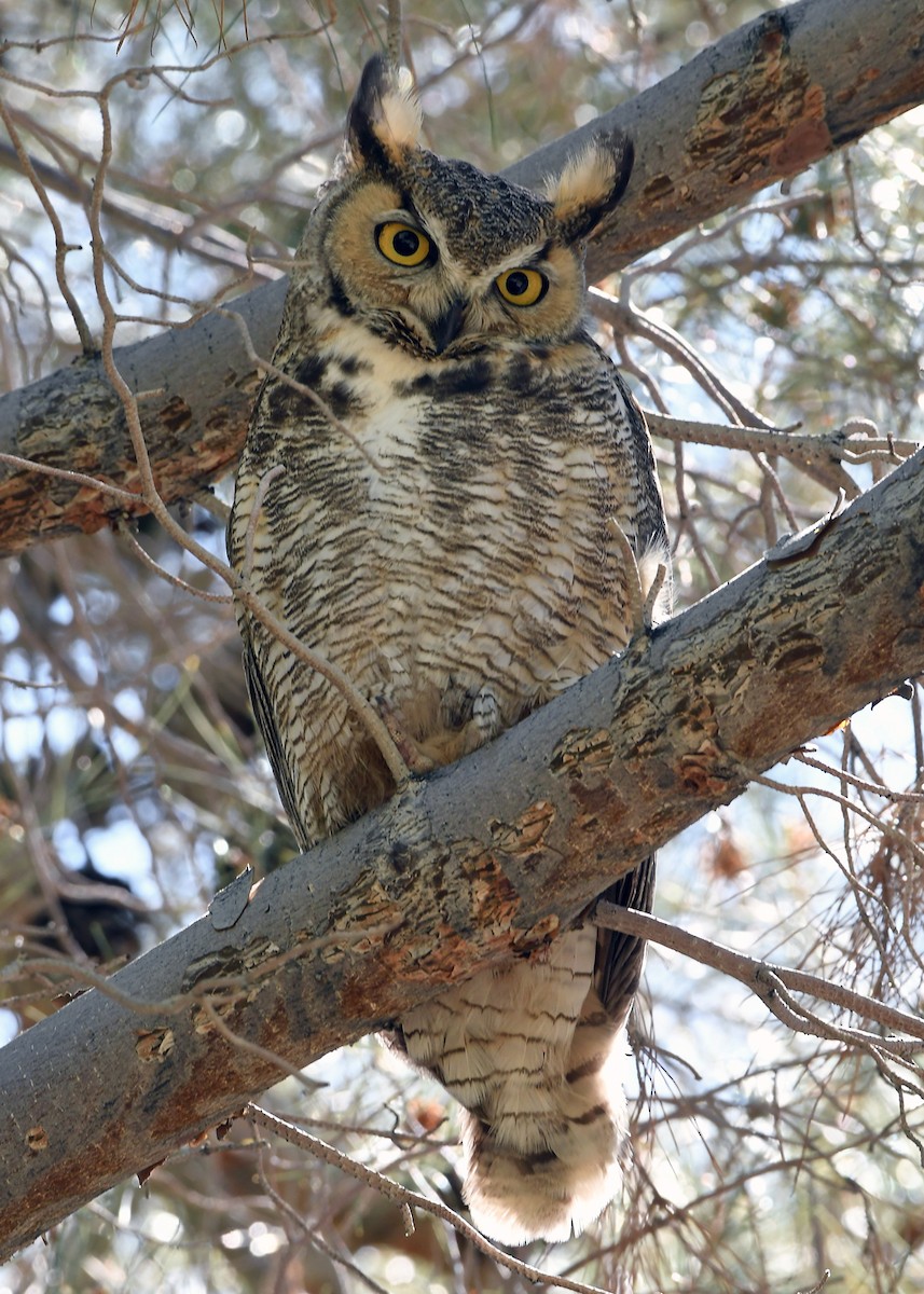 Great Horned Owl - ML617858130