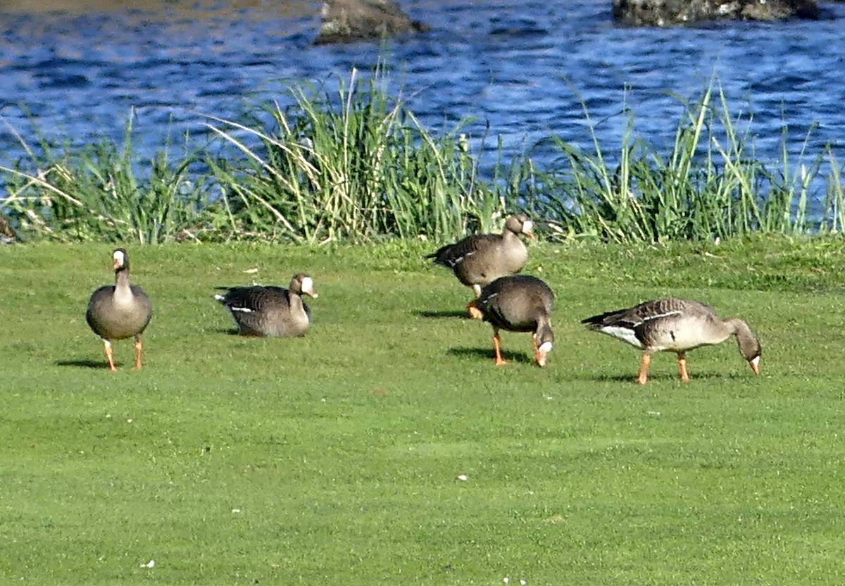 Greater White-fronted Goose - ML617858136