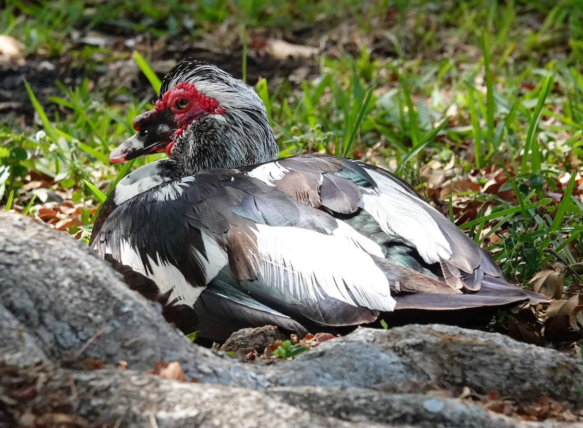 Muscovy Duck (Domestic type) - Kathleen Horn