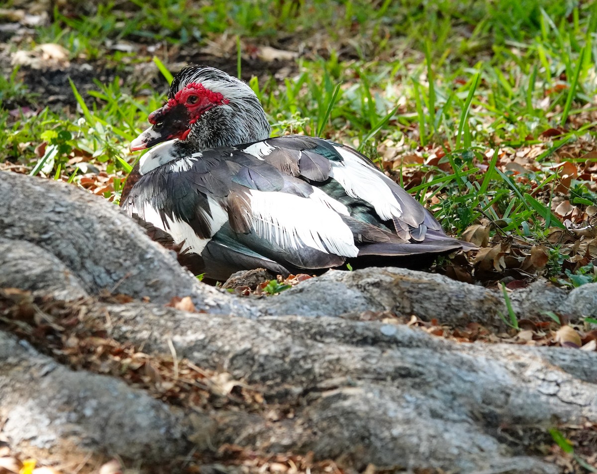 Muscovy Duck (Domestic type) - Kathleen Horn