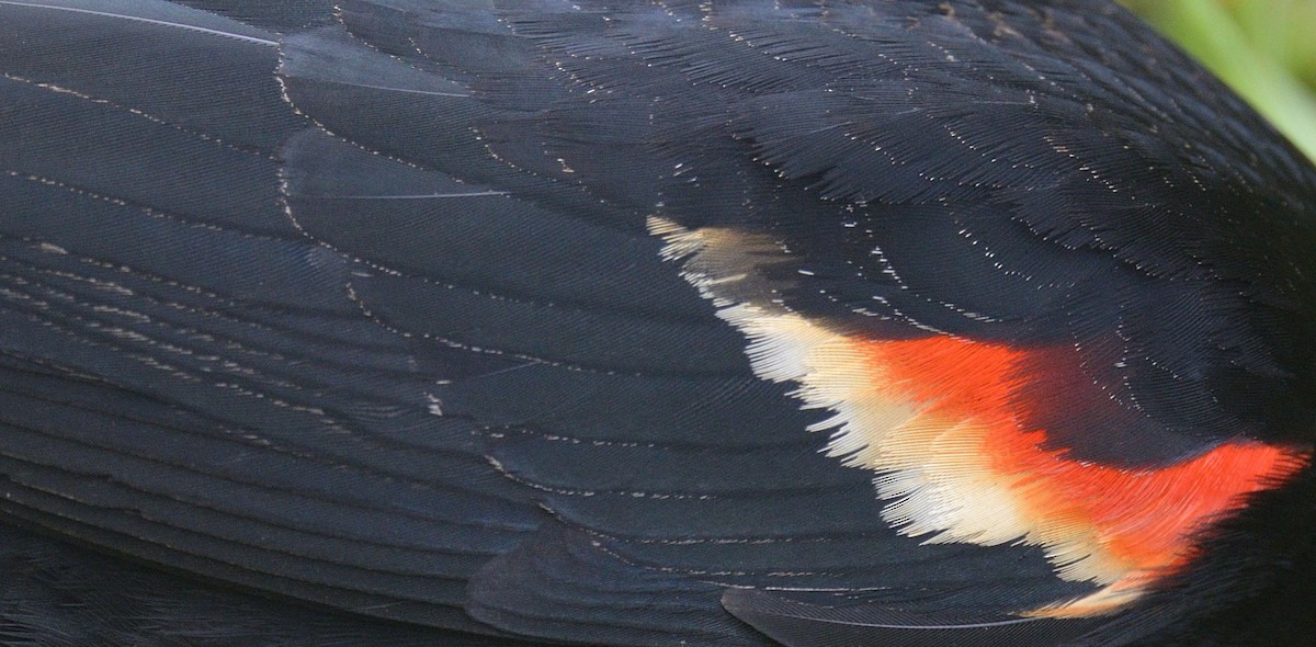 Red-winged Blackbird - ML617858264