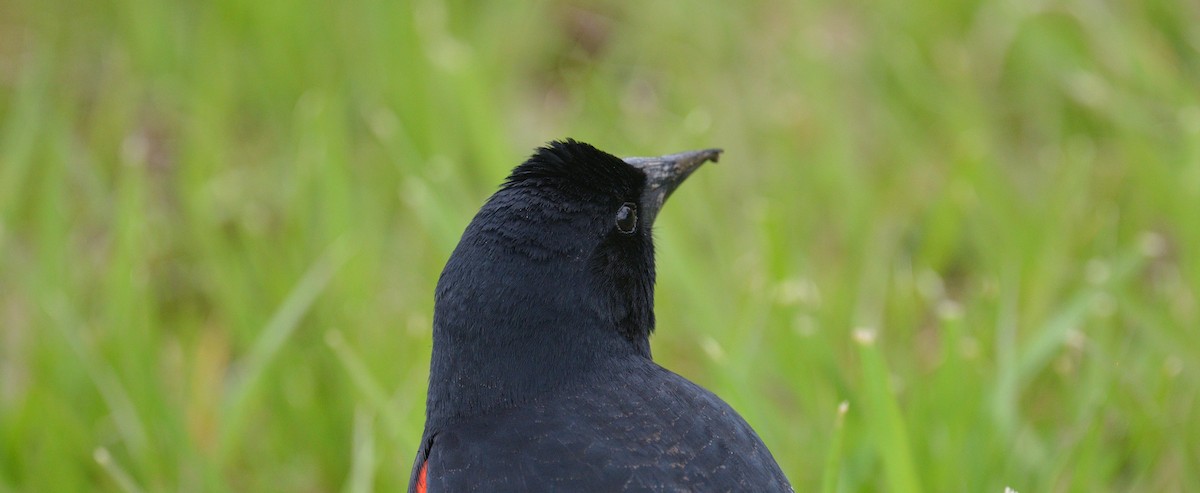 Red-winged Blackbird - ML617858269