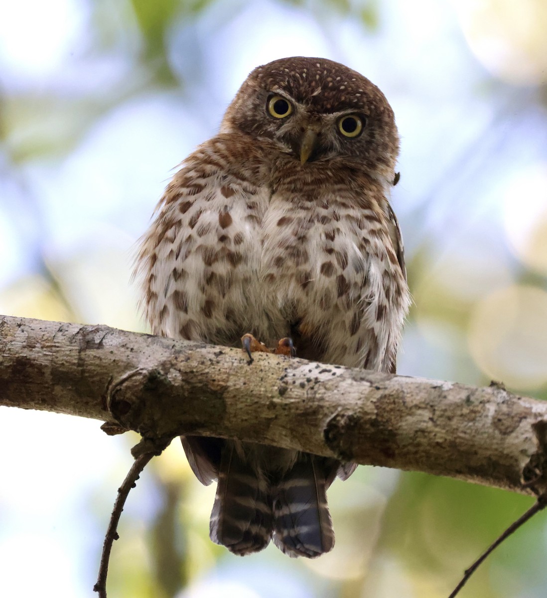 Cuban Pygmy-Owl - ML617858307