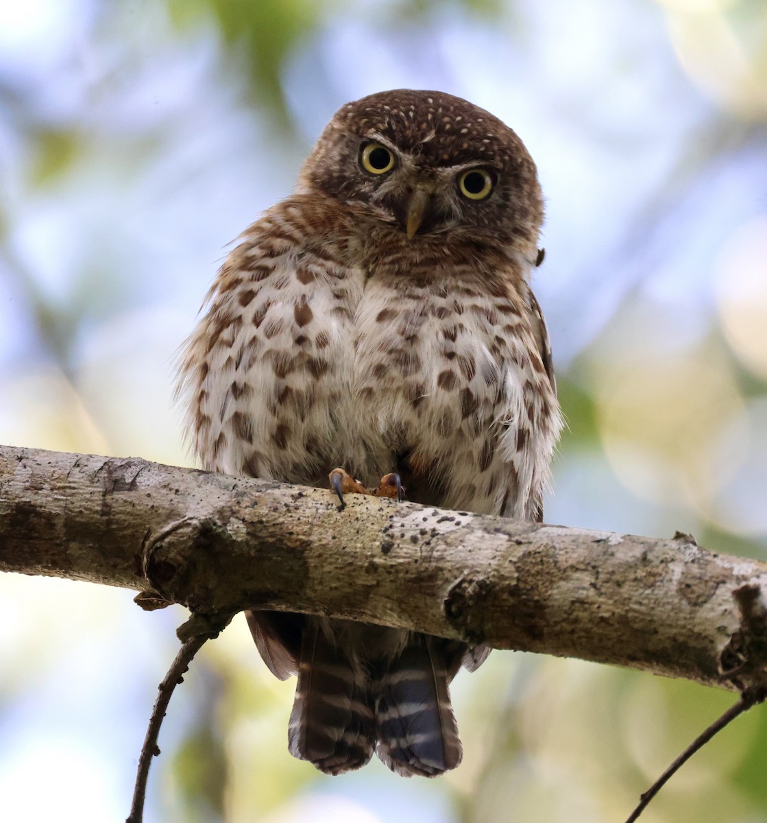 Cuban Pygmy-Owl - ML617858308