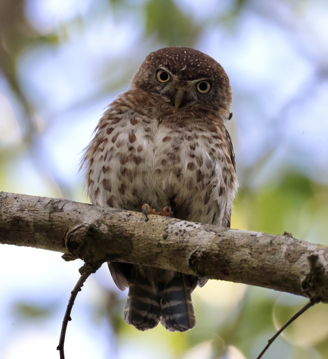 Cuban Pygmy-Owl - ML617858309