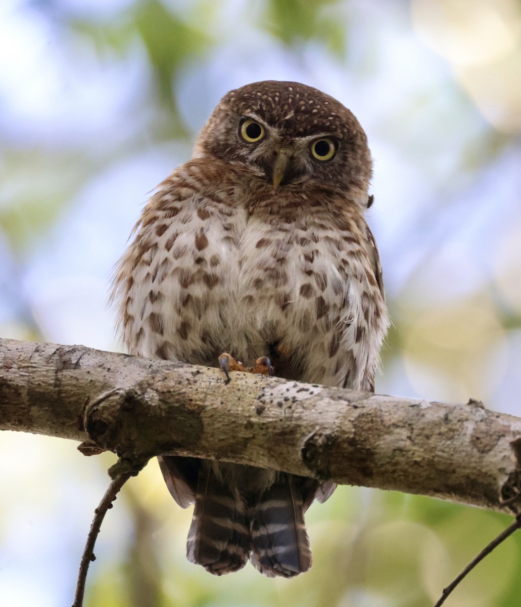 Cuban Pygmy-Owl - ML617858310