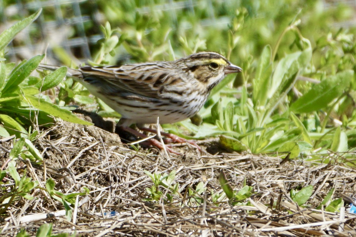 Savannah Sparrow - ML617858379