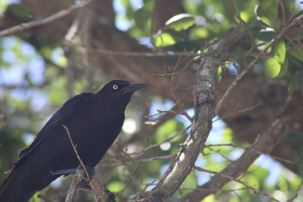 Great-tailed Grackle - ML617858381