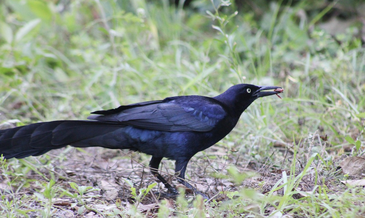 Great-tailed Grackle - ML617858382