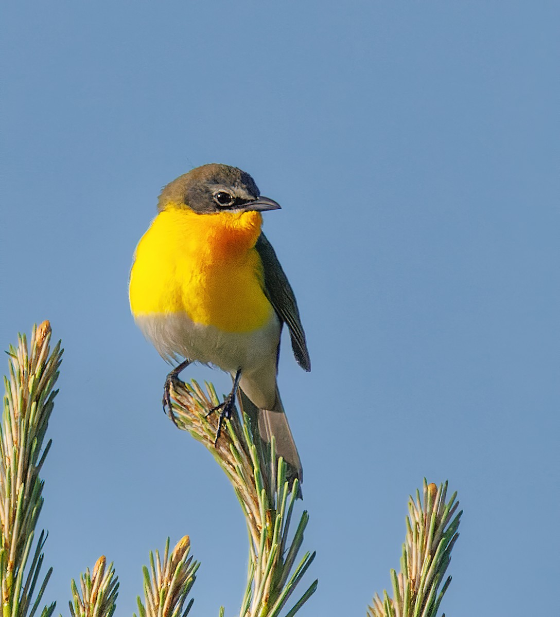Yellow-breasted Chat - Imtiaz Haque