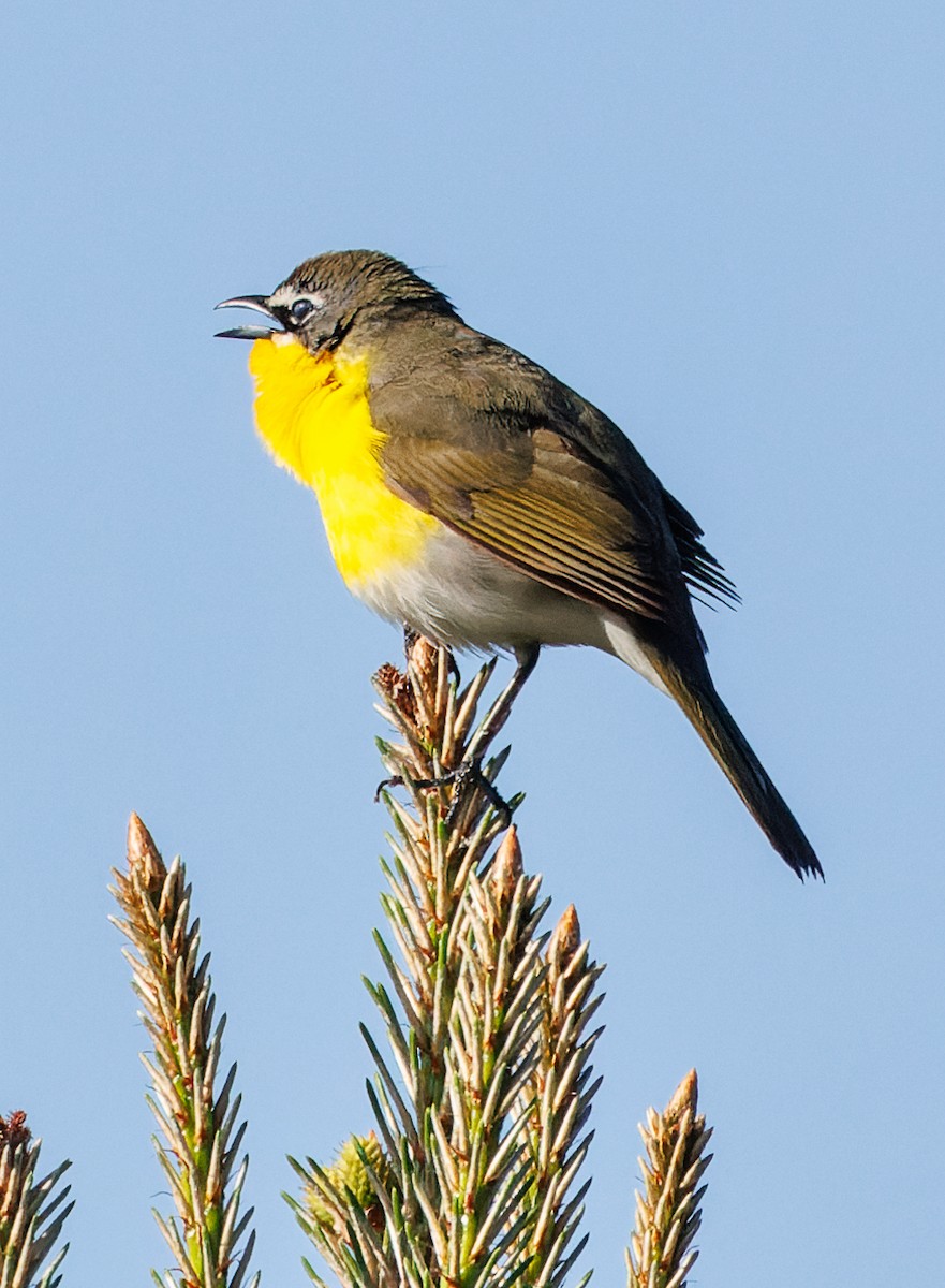 Yellow-breasted Chat - ML617858423