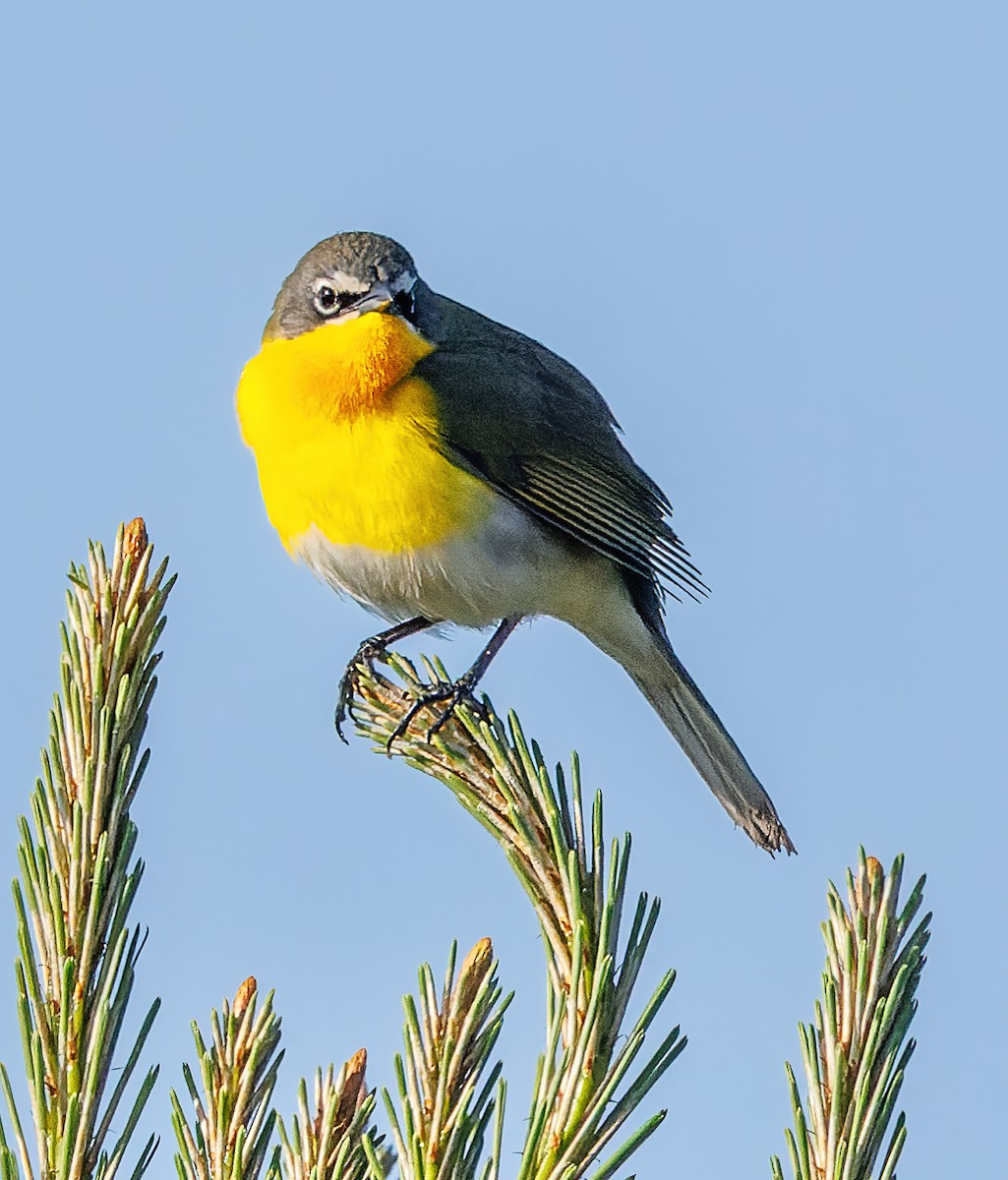 Yellow-breasted Chat - ML617858430