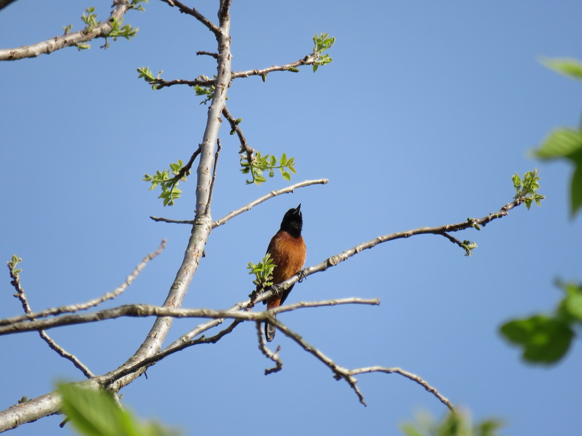 Orchard Oriole - ML617858435