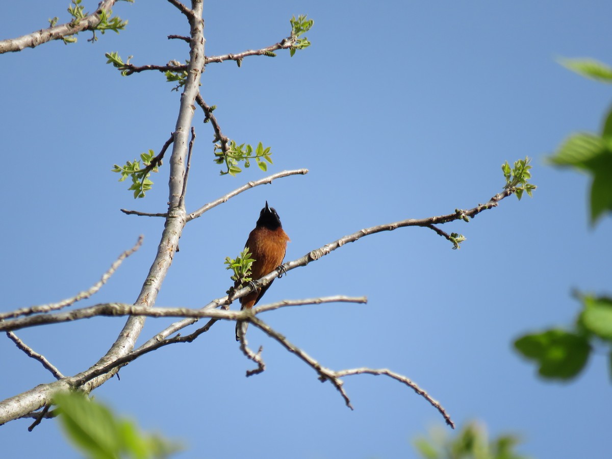 Orchard Oriole - ML617858436