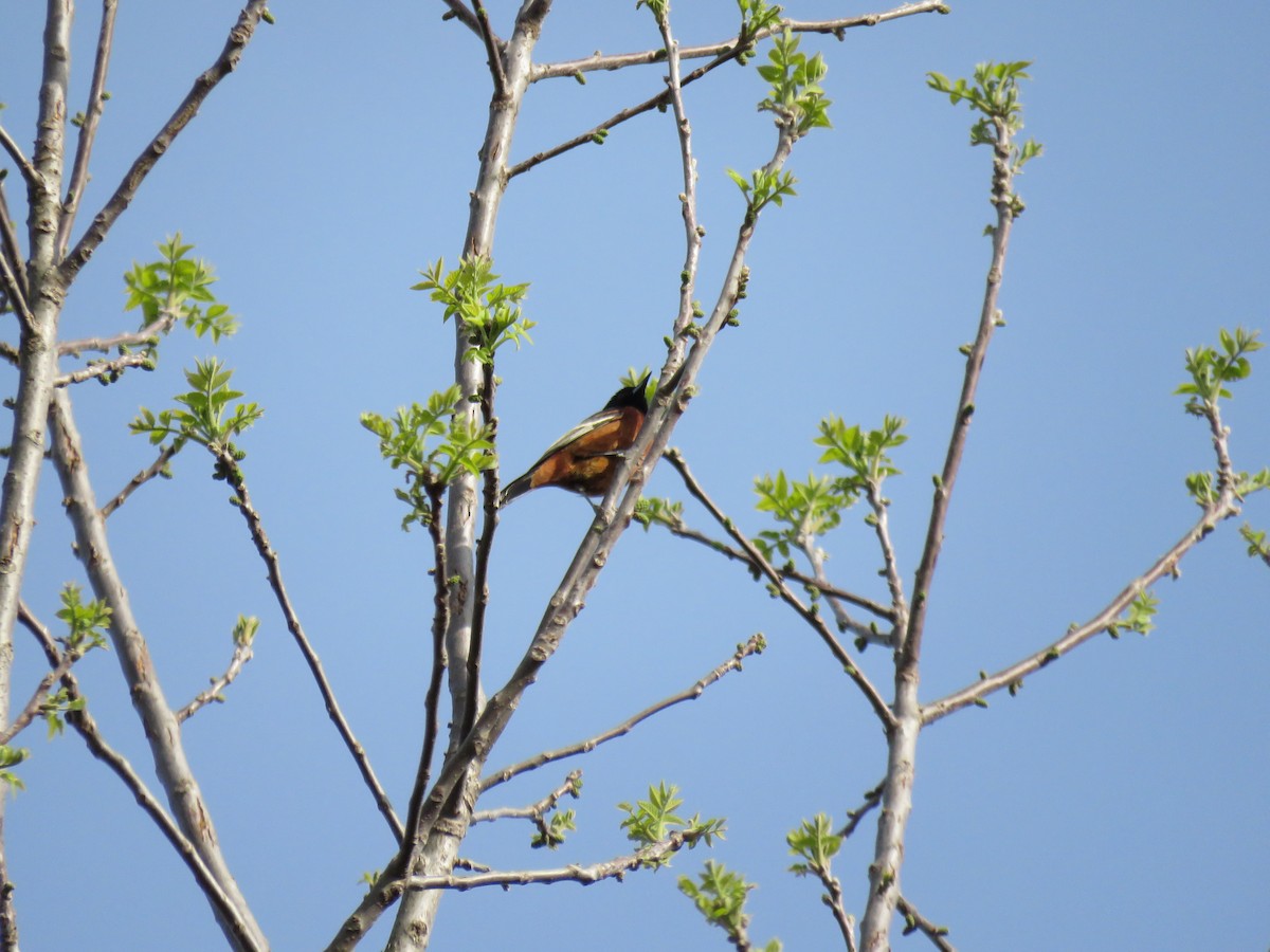 Orchard Oriole - ML617858437