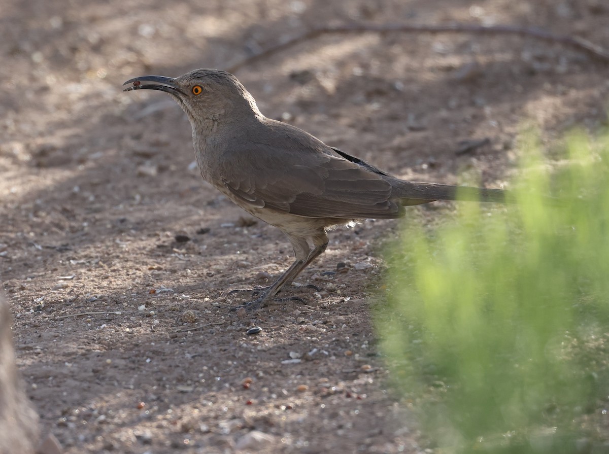 Curve-billed Thrasher - Andy Gee