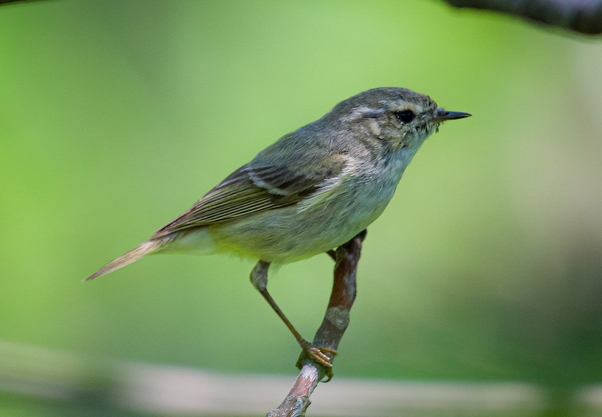 Hume's Warbler - ML617858500
