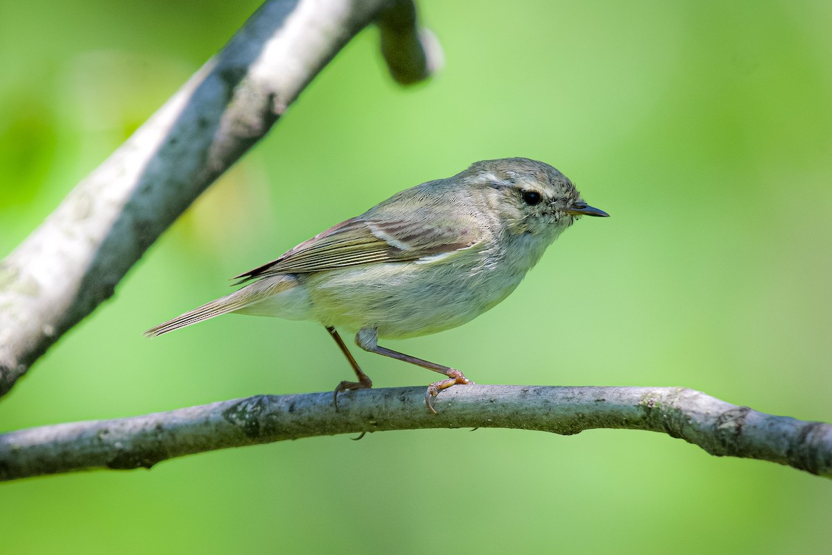 Hume's Warbler - ML617858501