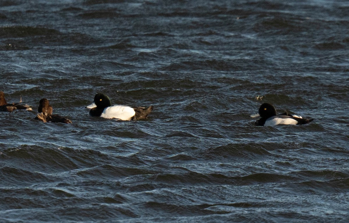 Greater Scaup - ML617858531