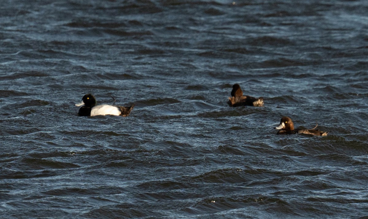 Greater Scaup - ML617858534