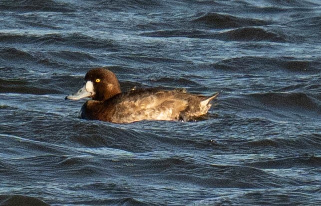Greater Scaup - ML617858535