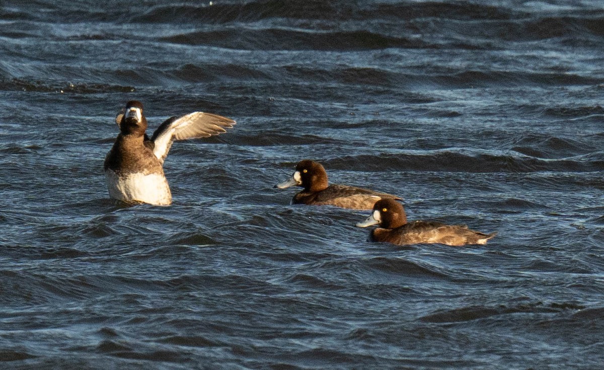 Greater Scaup - ML617858536