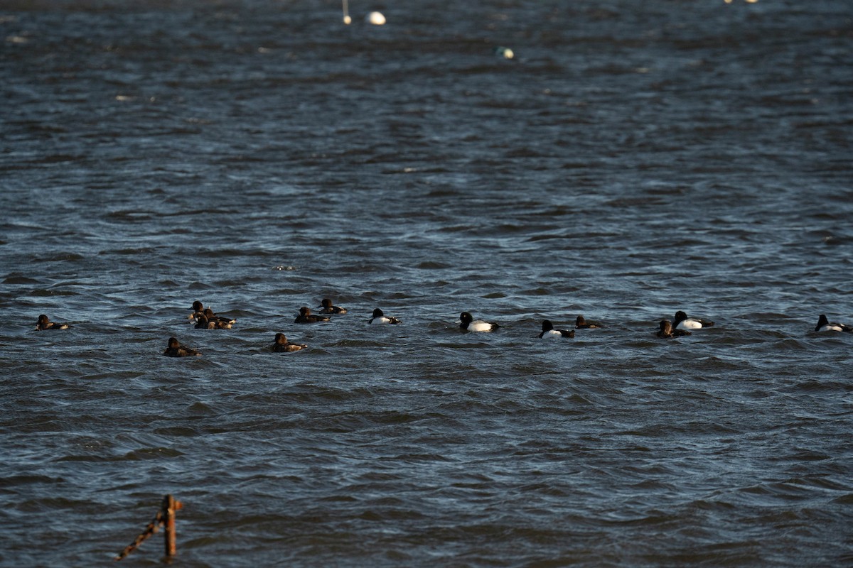 Greater Scaup - ML617858537