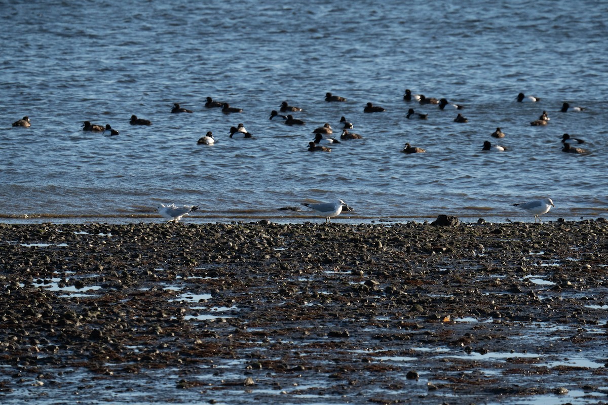 Greater Scaup - ML617858539