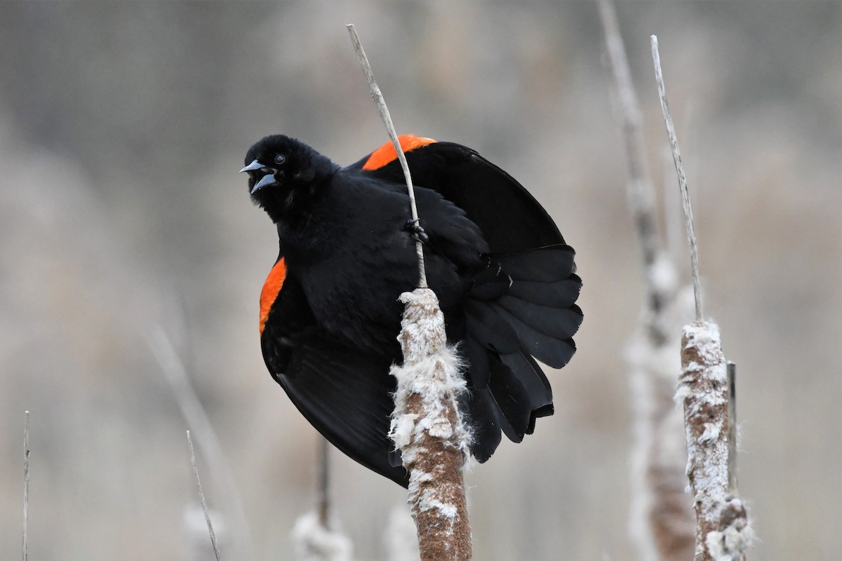 Red-winged Blackbird - ML617858543