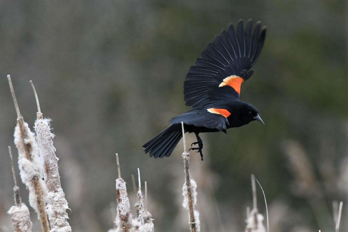 Red-winged Blackbird - Scott Clarke