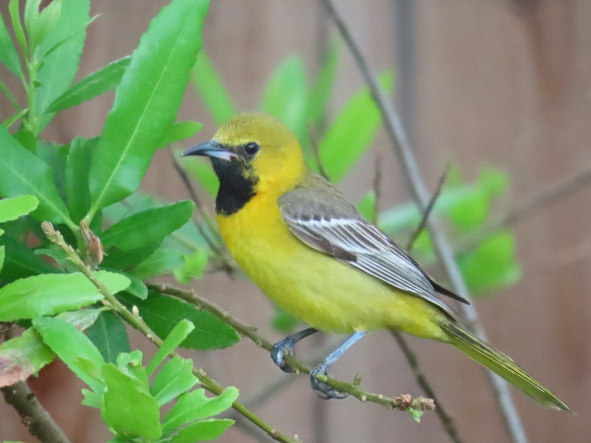 Hooded Oriole - Tom Edell