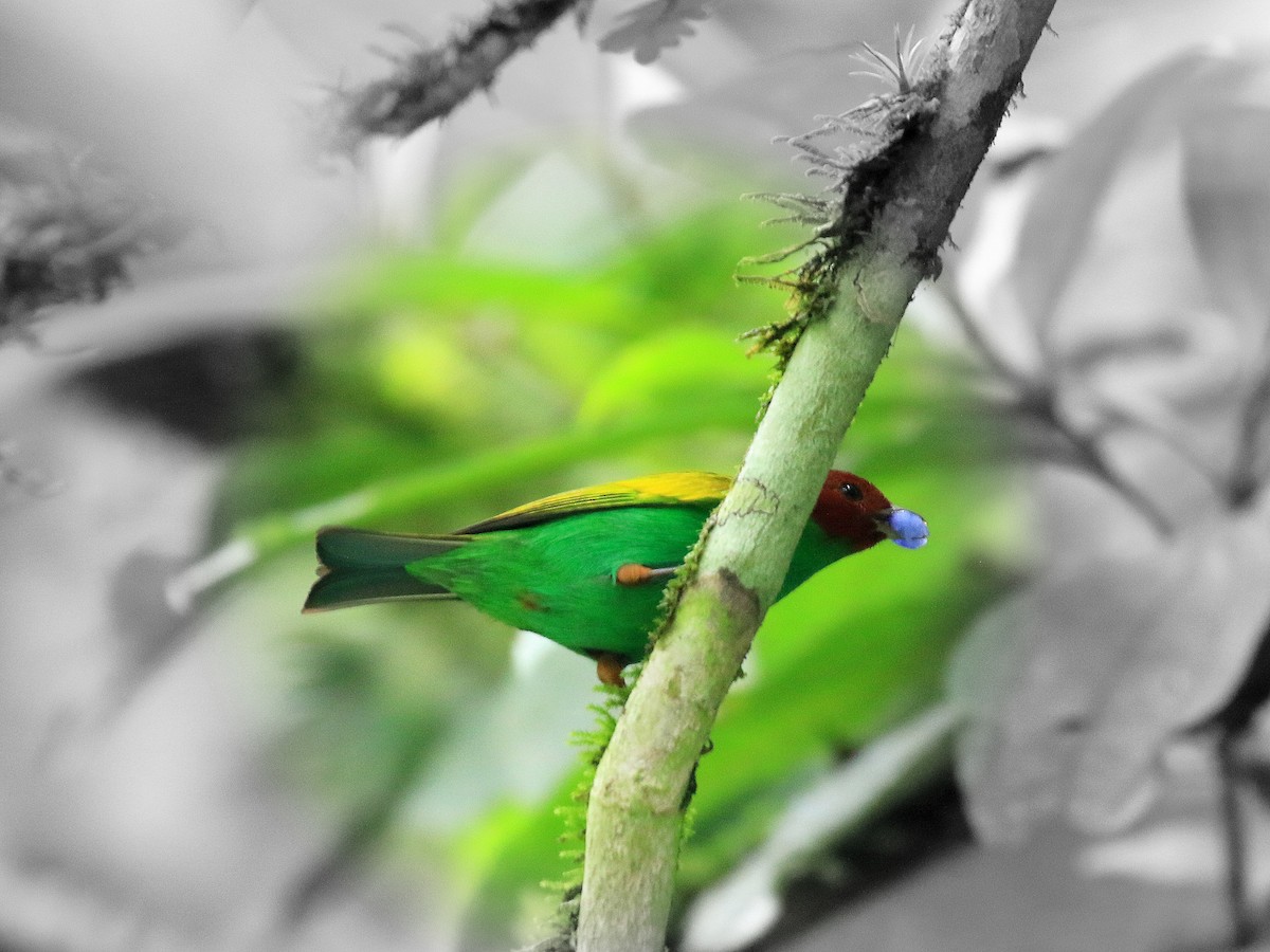 Bay-headed Tanager - ML617858628