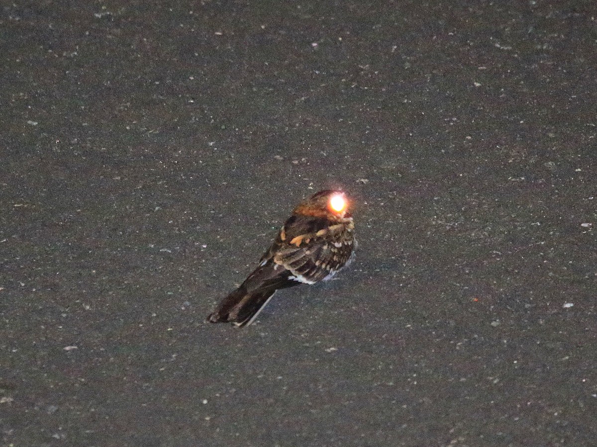 White-tailed Nightjar - ML617858697
