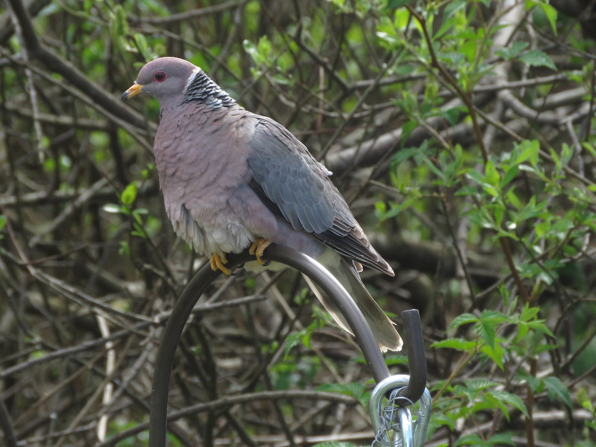 Band-tailed Pigeon - Michael Barry