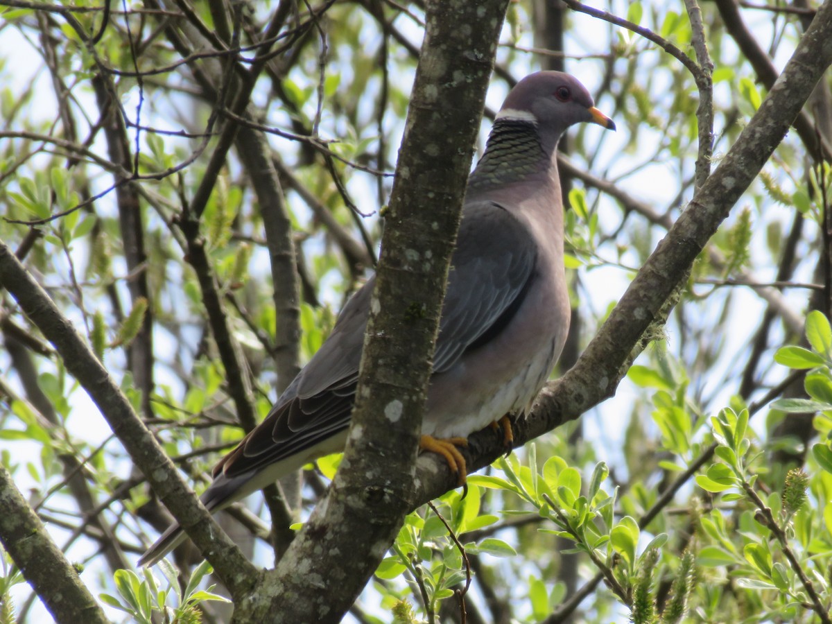 Band-tailed Pigeon - Michael Barry