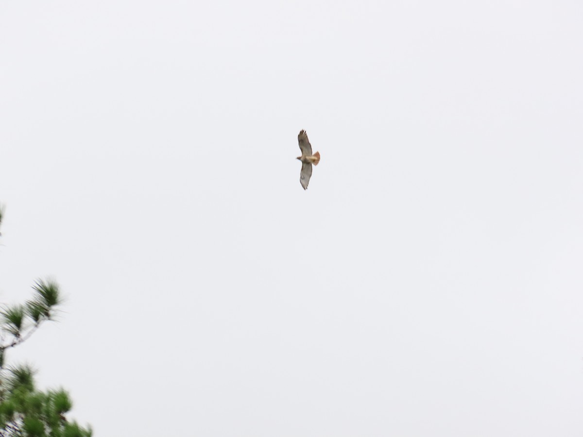 Red-tailed Hawk - ML617858734
