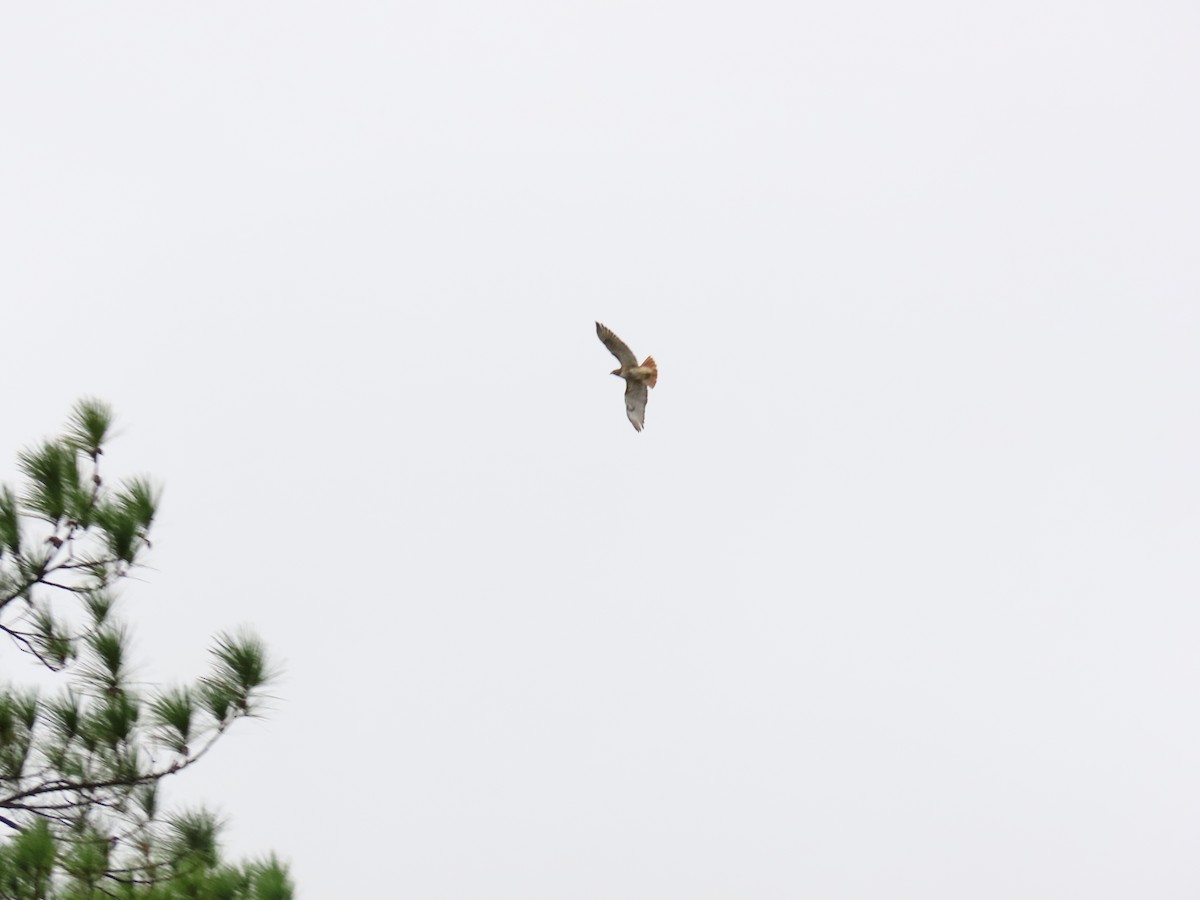 Red-tailed Hawk - ML617858735