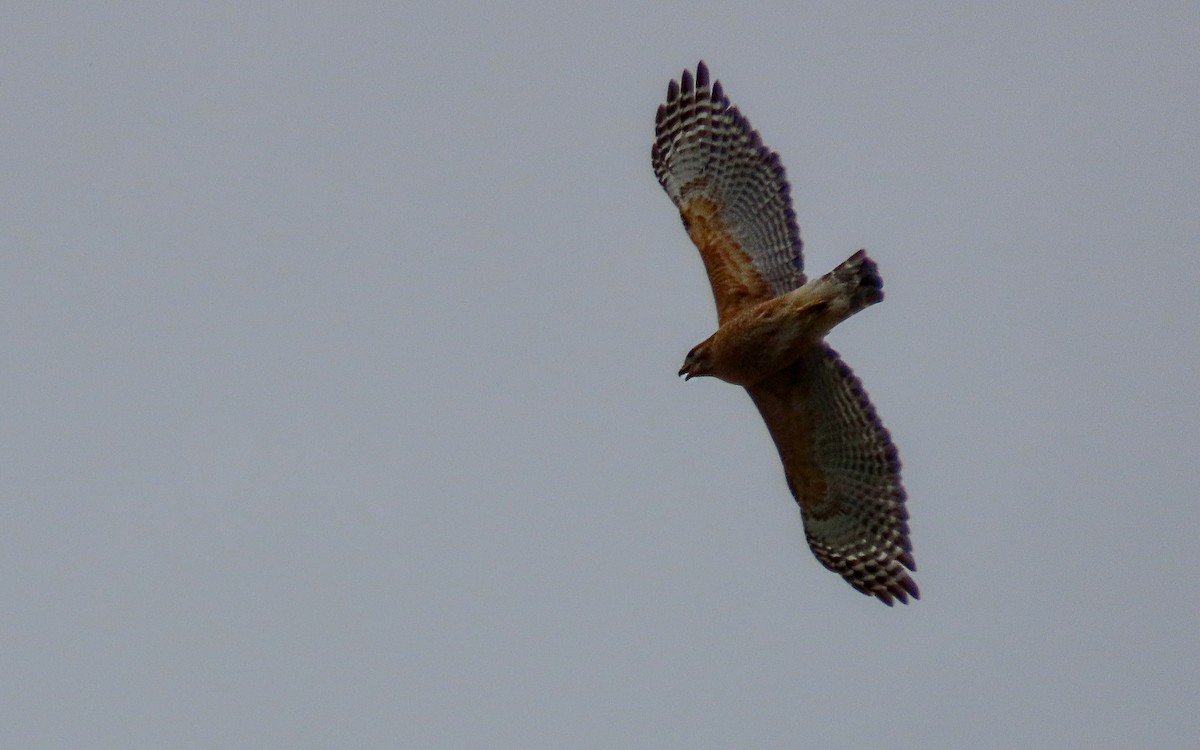 Red-shouldered Hawk - Jim O'Neill