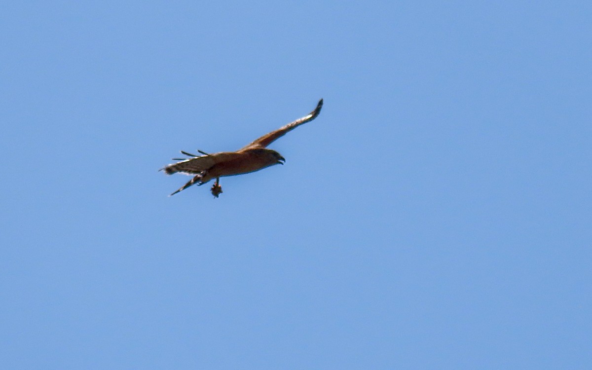 Red-shouldered Hawk - ML617858755