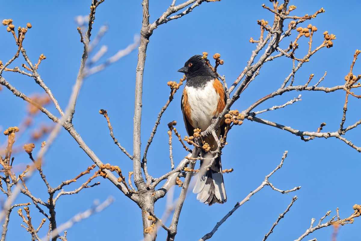 Spotted Towhee - ML617858763