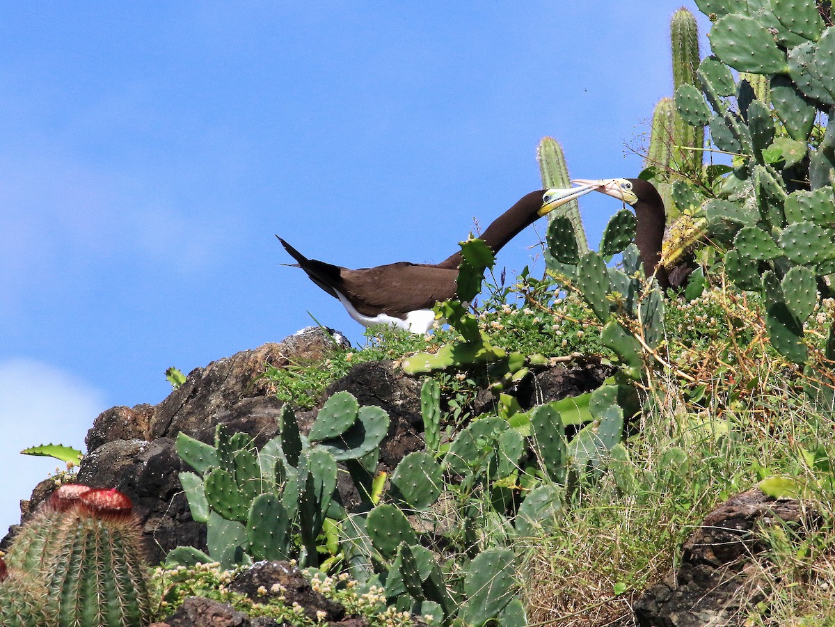 Brown Booby - ML617858804