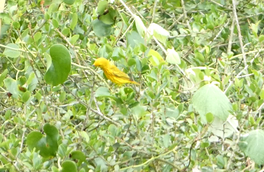 Yellow Warbler - ML617858817