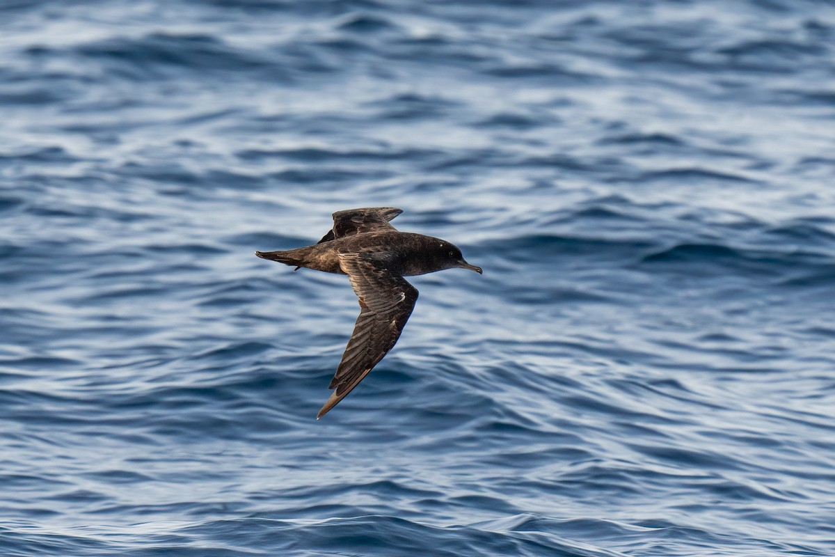 Sooty Shearwater - Andrea C