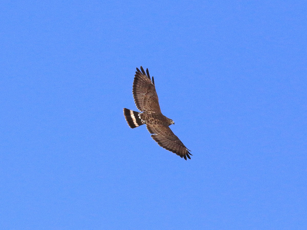Broad-winged Hawk - ML617858830