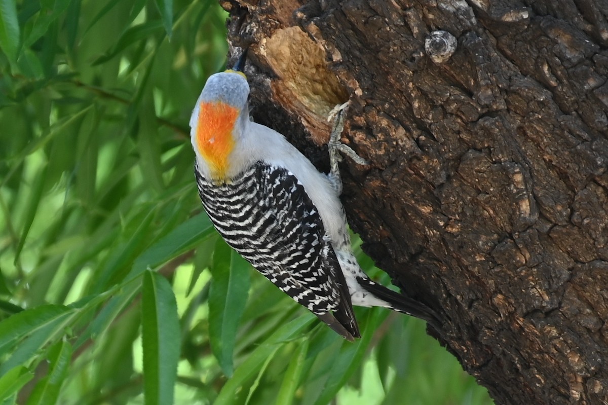 Golden-fronted Woodpecker - ML617858875