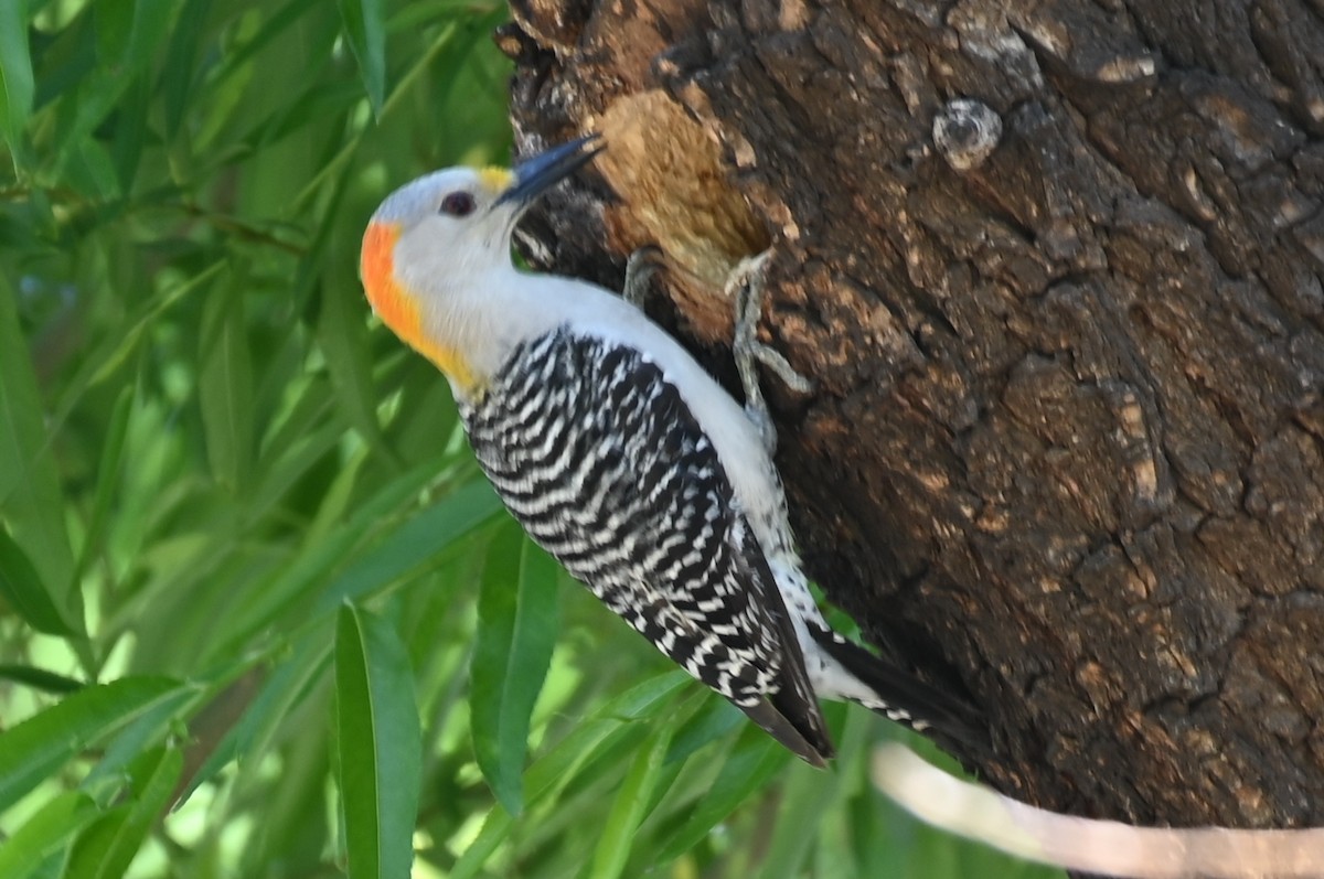 Golden-fronted Woodpecker - ML617858876
