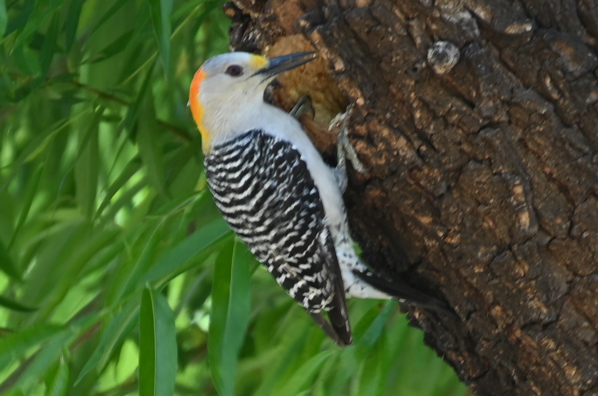 Golden-fronted Woodpecker - Joe Cochran